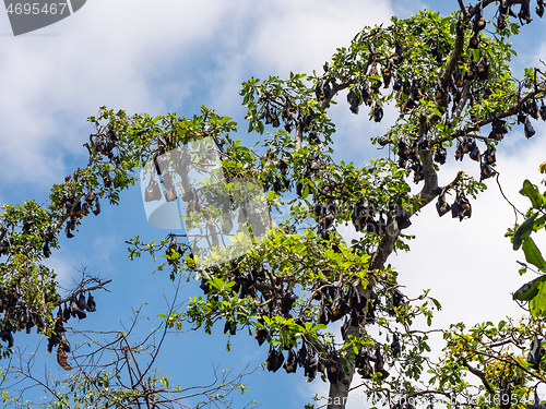 Image of Bats in a tree in Papua New Guinea