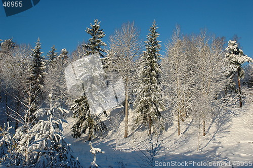 Image of Forest in snow