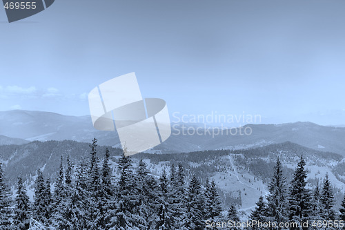 Image of Forest landscape
