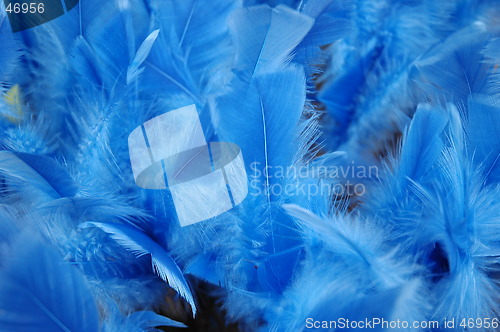 Image of Blue feathers