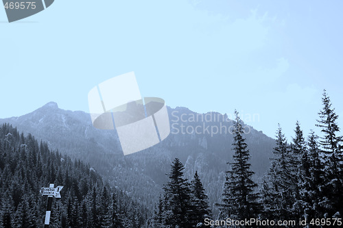 Image of Forest landscape