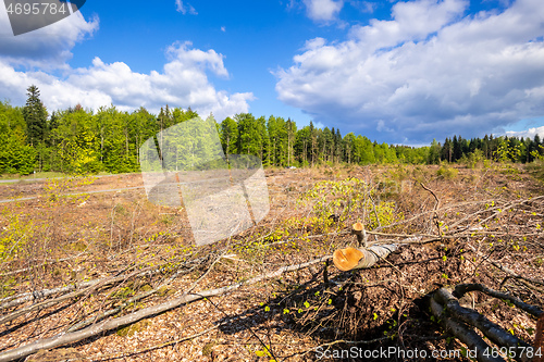 Image of cleared forest outdoor scenery south Germany