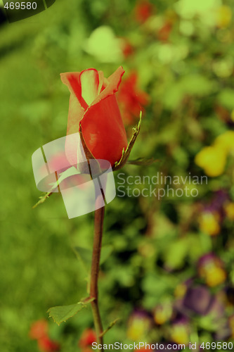 Image of Flower