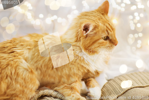 Image of red cat lying on blanket at home at christmas