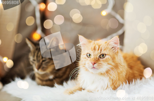 Image of two cats lying on sofa with sheepskin at home