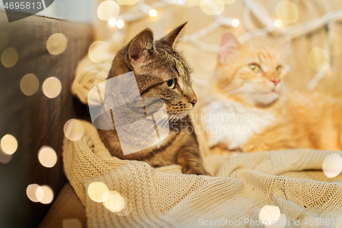 Image of two cats lying on sofa at home