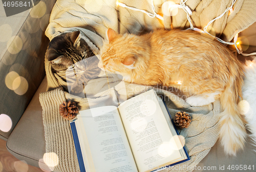 Image of two cats lying on sofa with book at home