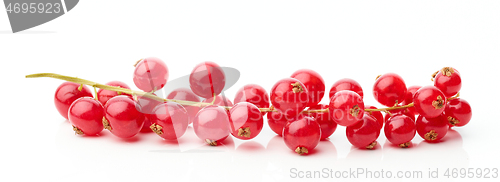Image of red currant berries