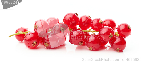Image of wet red currant berries