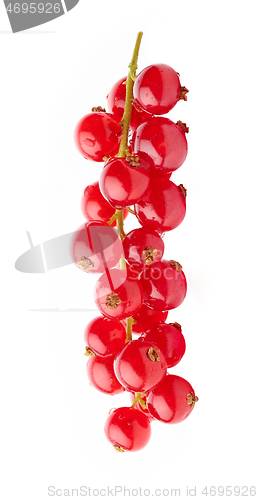 Image of wet red currant berries on white background