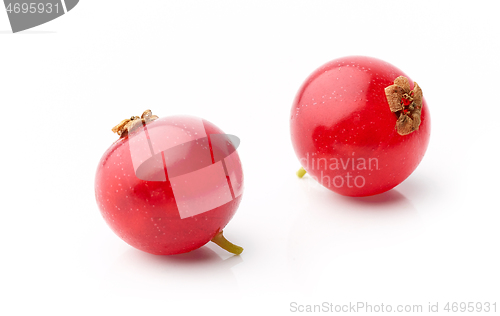 Image of two red currant berries macro