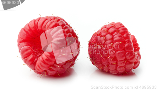 Image of two fresh red raspberries macro