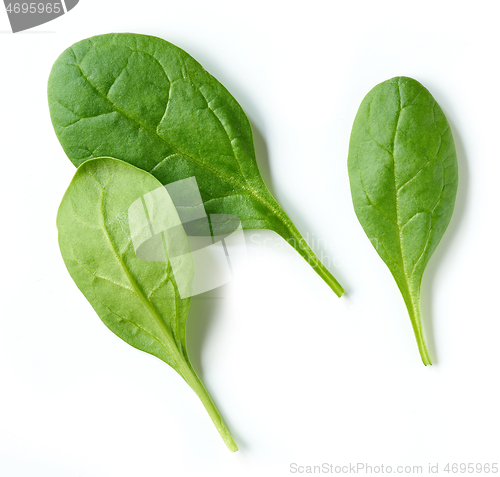 Image of fresh green spinach leaves