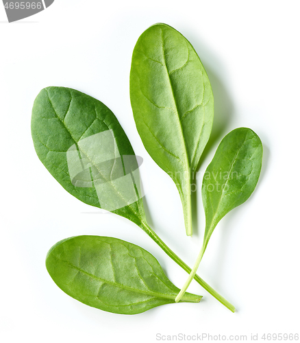 Image of fresh green spinach leaves