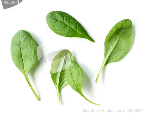 Image of fresh green spinach leaves