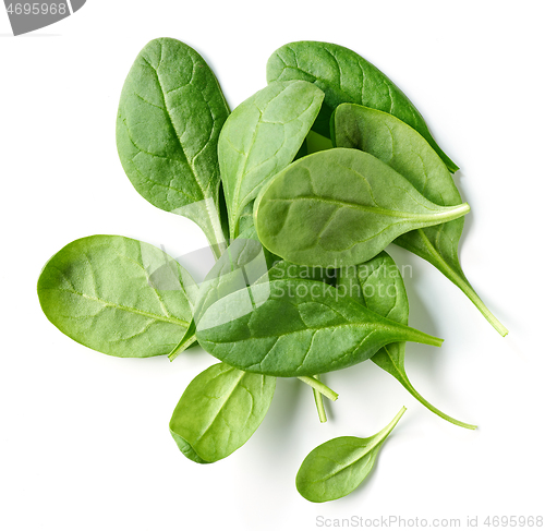 Image of fresh green spinach leaves