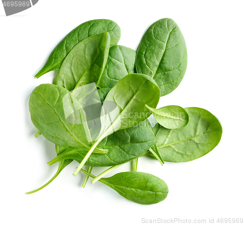 Image of fresh green spinach leaves