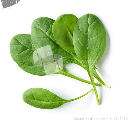 Image of fresh green spinach leaves