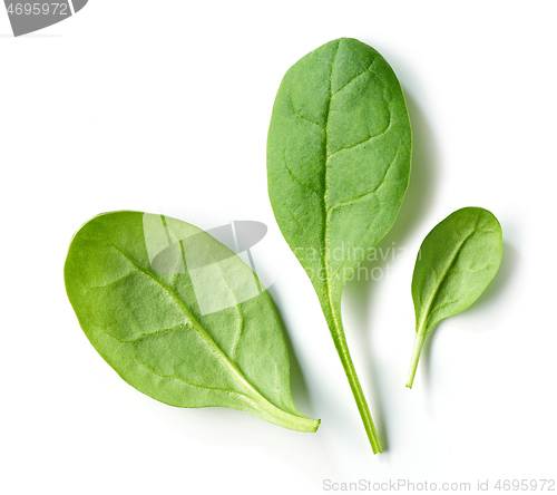 Image of fresh green spinach leaves