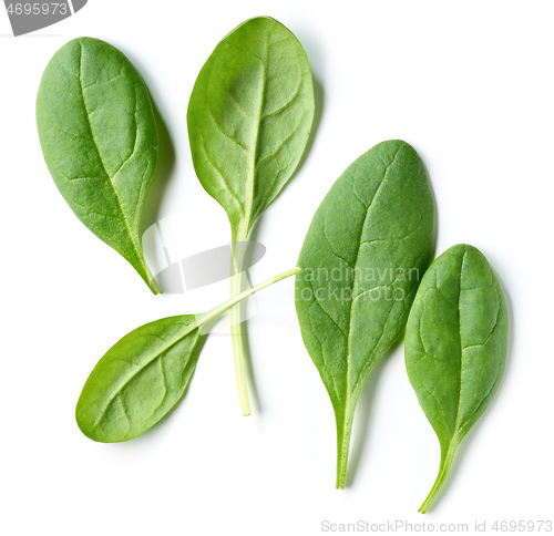 Image of fresh green spinach leaves