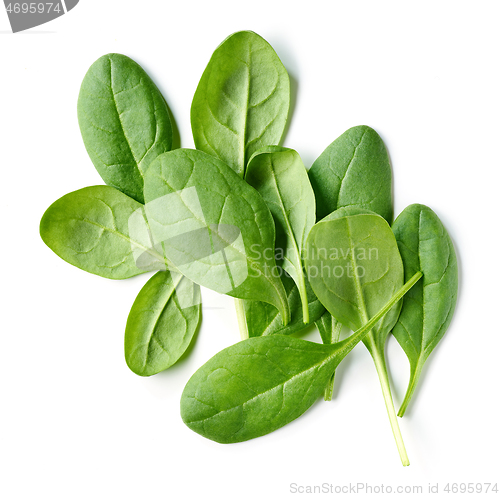 Image of fresh green spinach leaves