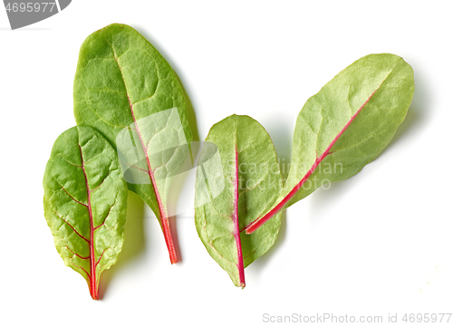 Image of fresh green beet root leaves