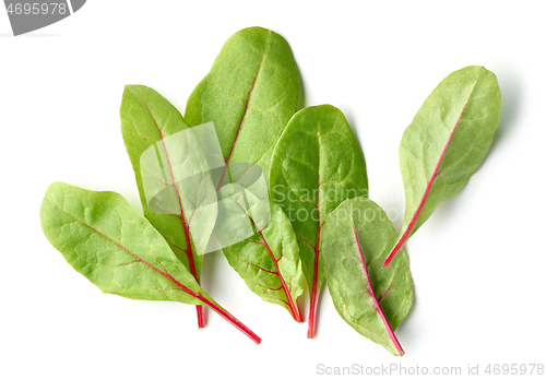 Image of fresh green beet root leaves