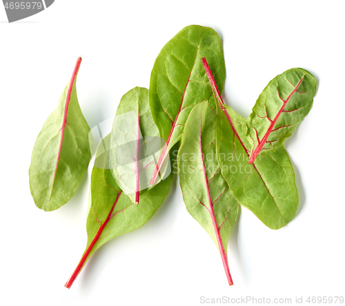 Image of fresh green beet root leaves