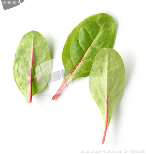 Image of fresh green beet root leaves