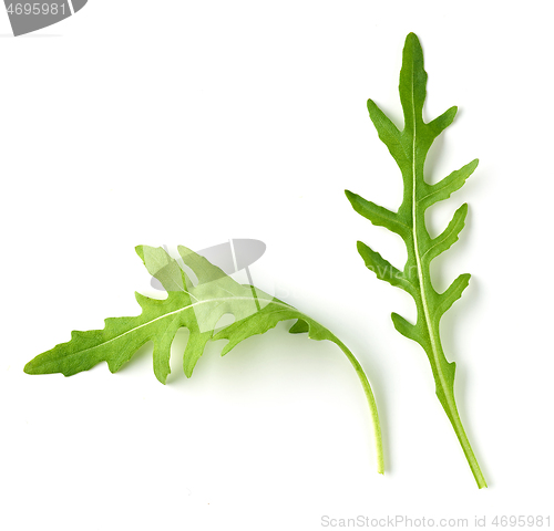 Image of fresh green arugula leaves