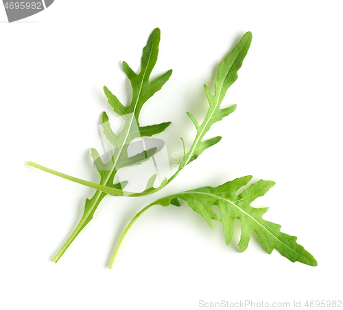 Image of fresh green arugula leaves