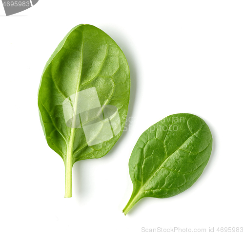 Image of fresh green spinach leaves