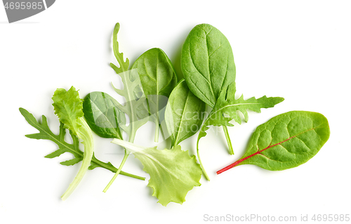 Image of various salat leaves