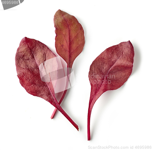 Image of fresh red salad leaves
