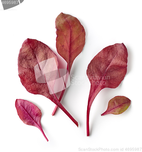 Image of fresh red salad leaves