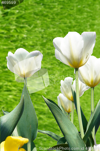 Image of Tulips