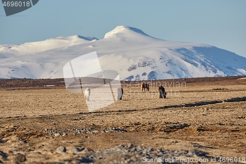 Image of Horse grazing in Iceland