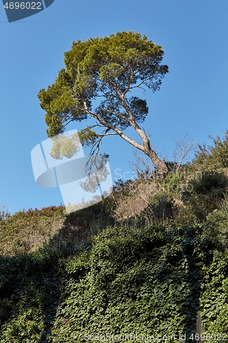 Image of Leaves of a treetop