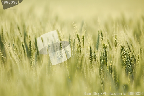 Image of Wheat field closeup