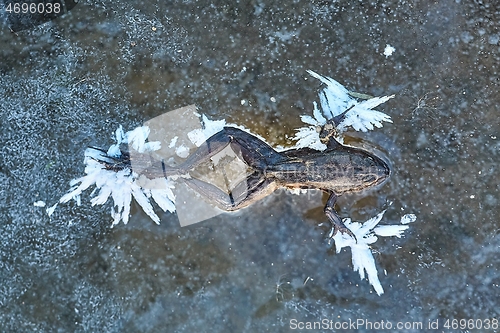 Image of Frozen frog on ice