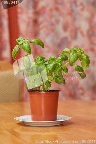 Image of Basil in pot