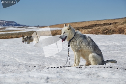 Image of Dog sledge having a stop