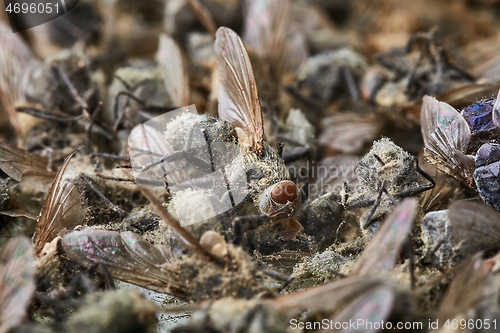 Image of Pile Of Dead Flies