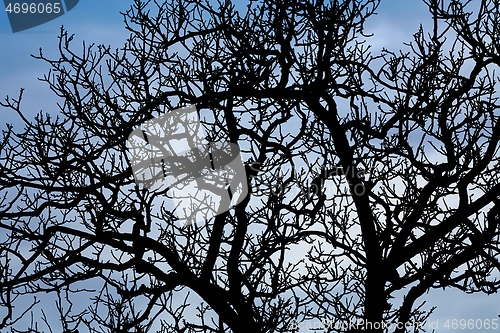 Image of Bare tree branches