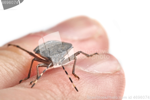 Image of Stink bug closeup