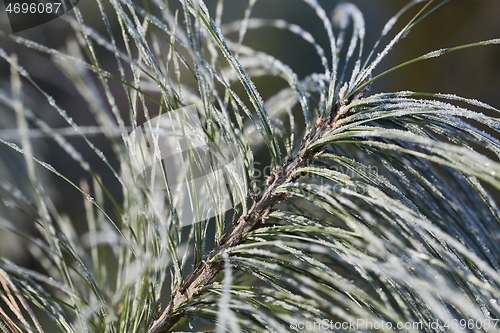 Image of Frozen leaves with frost