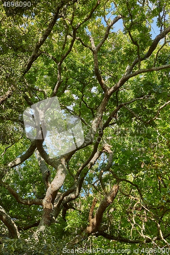 Image of Spring Green Leaves