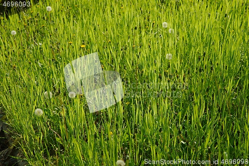 Image of Green Grass Field