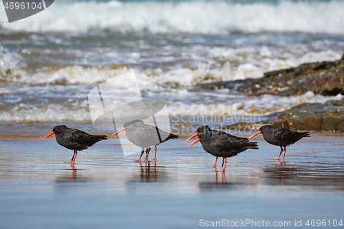 Image of Variable oystercatchers in a line