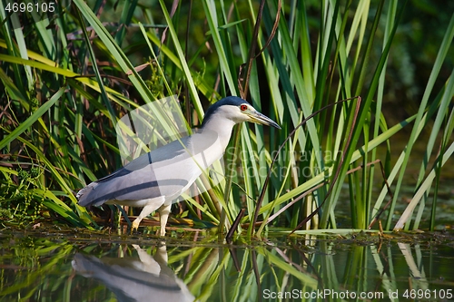 Image of Bird fishing in the lake